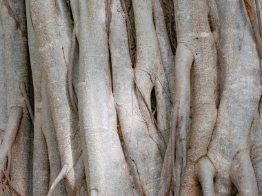 kahverengi gövde banyan ağacı ormanı arka planı