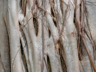 kahverengi gövde banyan ağacı ormanı arka planı