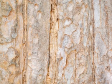 Doğal arkaplan ve doku için ağaç kabuğunun tam çerçevesi