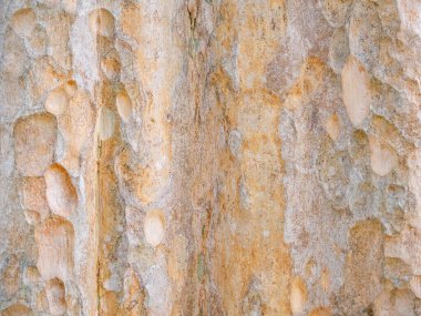 Doğal arkaplan ve doku için ağaç kabuğunun tam çerçevesi