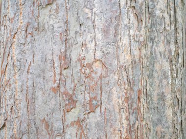 Doğal arkaplan ve doku için ağaç kabuğunun tam çerçevesi