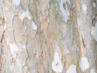 Doğal arkaplan ve doku için ağaç kabuğunun tam çerçevesi