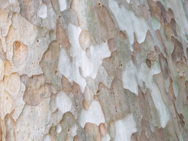 Doğal arkaplan ve doku için ağaç kabuğunun tam çerçevesi
