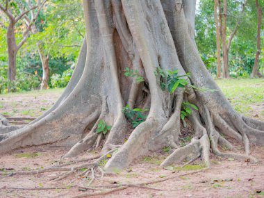 kahverengi gövde banyan ağacı ormanı arka planı