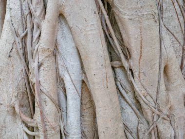 kahverengi gövde banyan ağacı ormanı arka planı