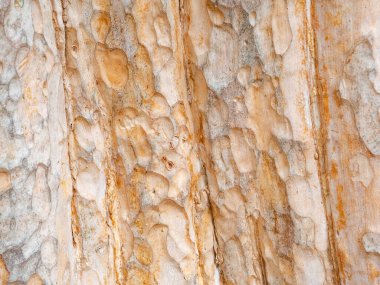 Doğal arkaplan ve doku için ağaç kabuğunun tam çerçevesi