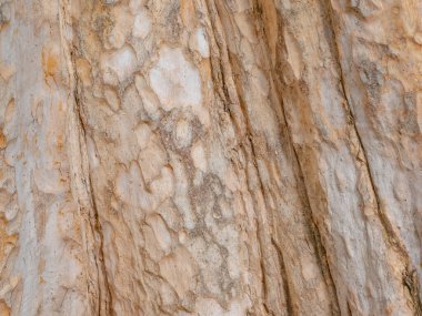 Doğal arkaplan ve doku için ağaç kabuğunun tam çerçevesi