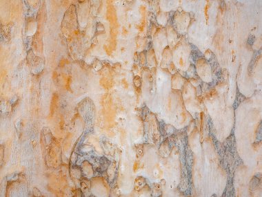 Doğal arkaplan ve doku için ağaç kabuğunun tam çerçevesi