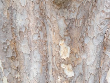 Doğal arkaplan ve doku için ağaç kabuğunun tam çerçevesi