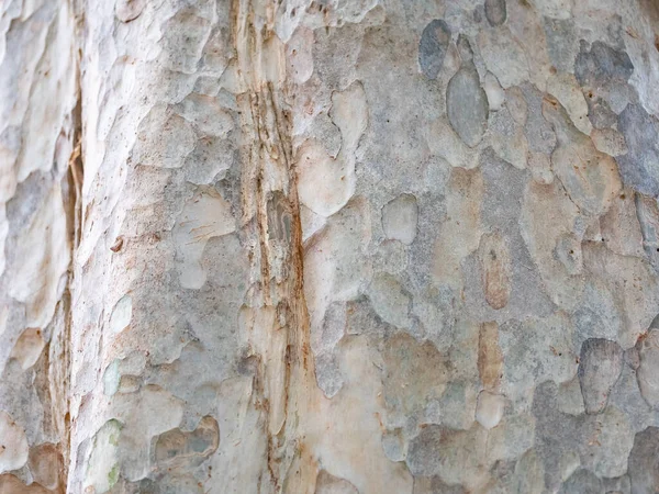 Corteza Marco Completo Árbol Para Fondo Natural Textura — Foto de Stock