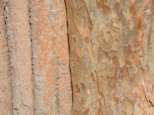 Casca Armação Cheia Árvore Para Fundo Natural Textura — Fotografia de Stock