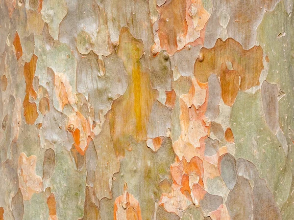 Corteza Marco Completo Árbol Para Fondo Natural Textura — Foto de Stock