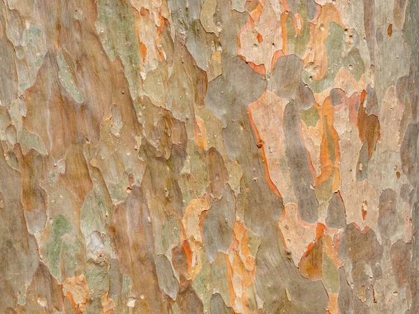 自然な背景と質感のための木の完全なフレーム樹皮 — ストック写真