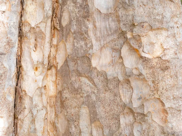 Volledig Frame Schors Van Boom Voor Natuurlijke Achtergrond Textuur — Stockfoto