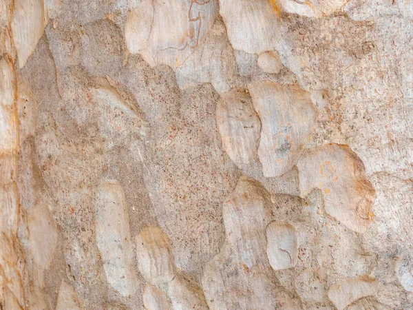 Corteza Marco Completo Árbol Para Fondo Natural Textura — Foto de Stock