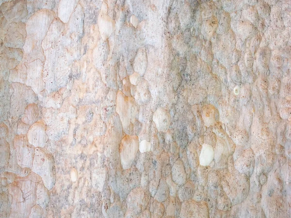 Кора Дерева Естественного Фона Текстуры — стоковое фото