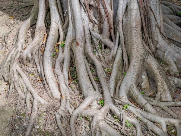 Tronc Brun Banyan Arbre Forêt Arrière Plan — Photo