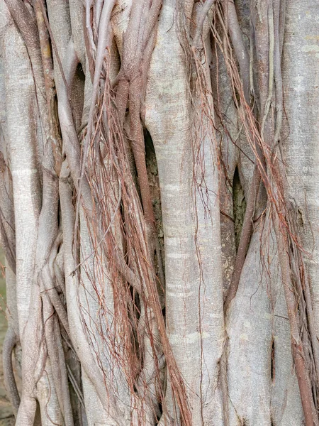 Tronco Marrone Banyan Albero Foresta Sfondo — Foto Stock