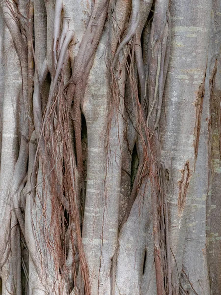 Brązowy Pień Drzewa Banyan Tle Lasu — Zdjęcie stockowe