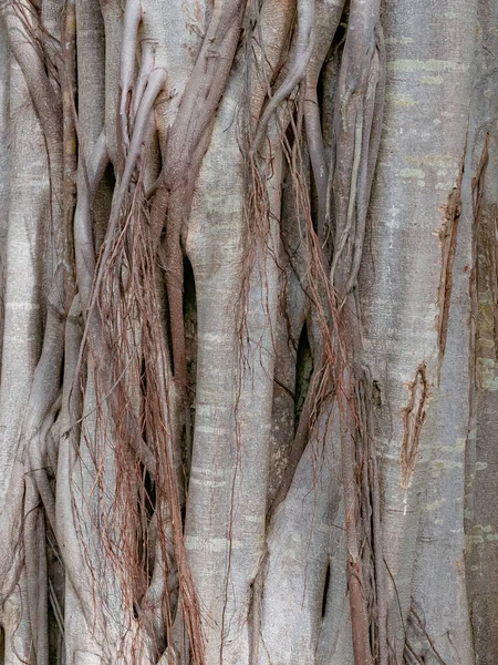 Tronco Marrone Banyan Albero Foresta Sfondo — Foto Stock