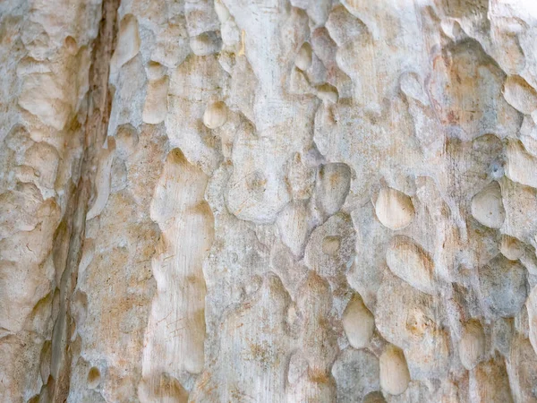 Corteza Marco Completo Árbol Para Fondo Natural Textura — Foto de Stock