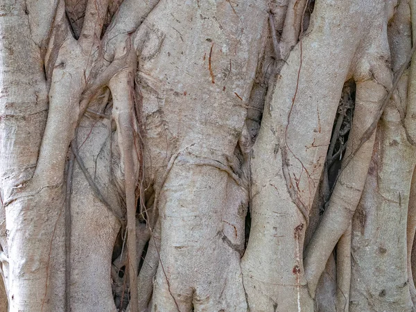 Tronco Marrone Banyan Albero Foresta Sfondo — Foto Stock