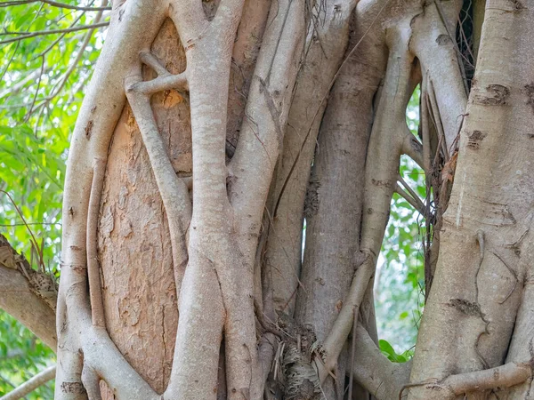 Tronco Marrom Banyan Árvore Floresta Fundo — Fotografia de Stock