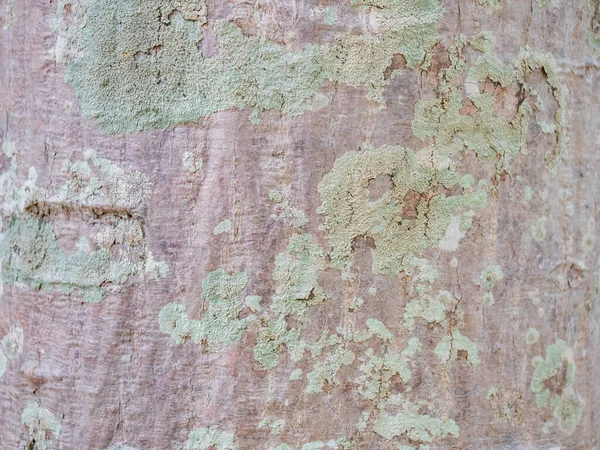 Plný Rám Kůra Stromu Pro Přirozené Pozadí Textury — Stock fotografie