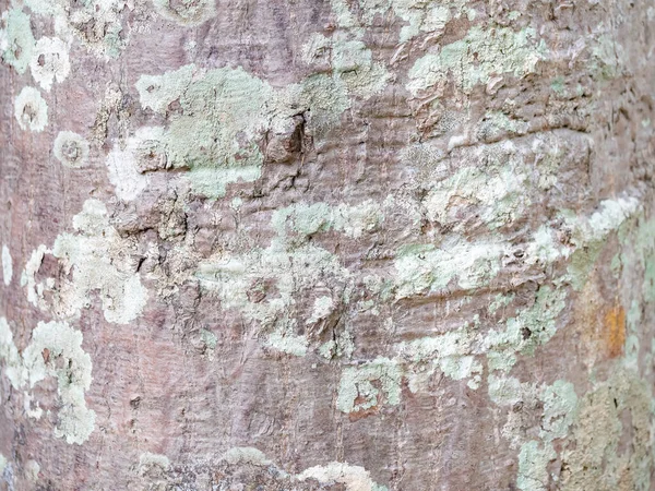 Full Ram Bark Träd För Naturlig Bakgrund Och Textur — Stockfoto