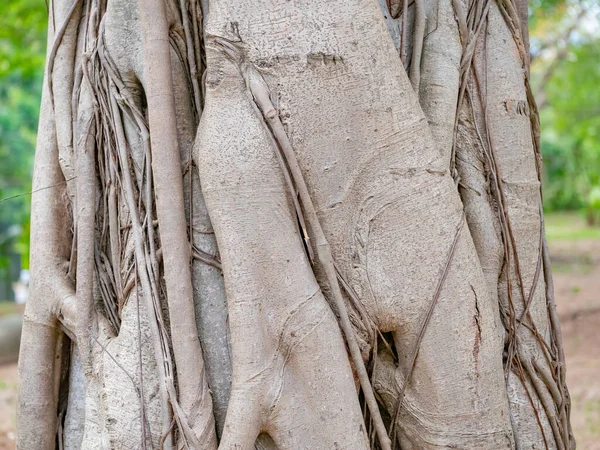 Tronco Marrom Banyan Árvore Floresta Fundo — Fotografia de Stock
