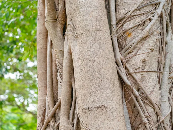 Tronco Marrone Banyan Albero Foresta Sfondo — Foto Stock