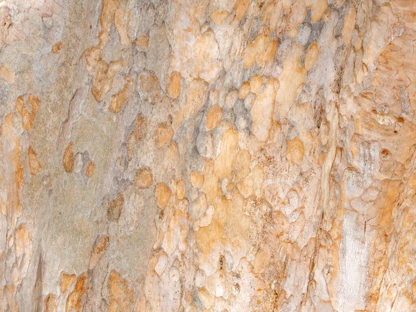 Corteza Marco Completo Árbol Para Fondo Natural Textura — Foto de Stock