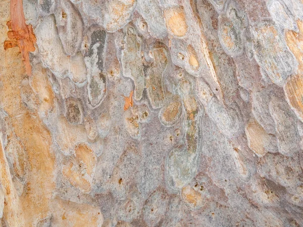 Corteza Marco Completo Árbol Para Fondo Natural Textura — Foto de Stock