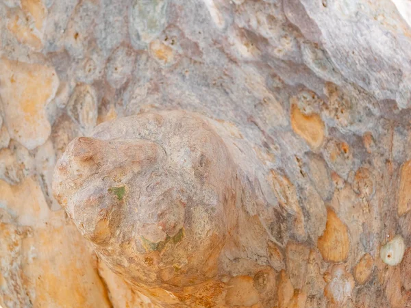 Corteza Marco Completo Árbol Para Fondo Natural Textura — Foto de Stock