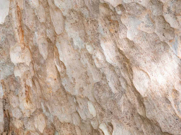 Volledig Frame Schors Van Boom Voor Natuurlijke Achtergrond Textuur Rechtenvrije Stockfoto's