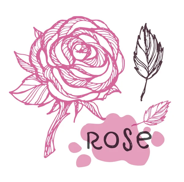 Dessiné Main Art Floral Doodle Rose Ensemble — Image vectorielle