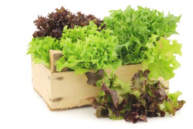 freshly harvested red and green curly  lettuce in a wooden crate on a white background clipart