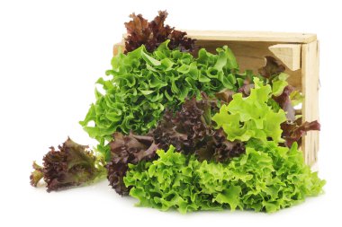 Taze toplanmış kırmızı ve yeşil kıvırcık kıvırcık kıvırcık salata beyaz arka planda tahta bir sandıkta