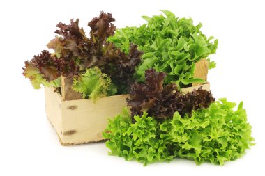 freshly harvested red and green curly  lettuce in a wooden crate on a white background clipart
