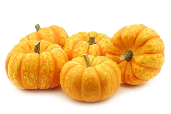 Kis Sárga Narancssárga Sütőtök Fehér Alapon — Stock Fotó