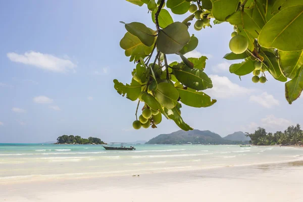 Vacker strand med vit sand och träd — Stockfoto