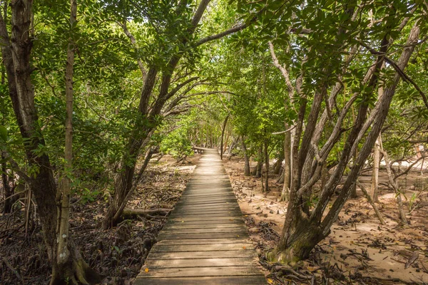 Caminho para a praia através da floresta de manguezais — Fotografia de Stock