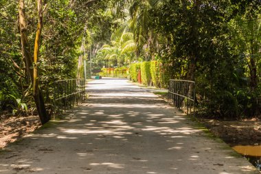 Seyşeller. Palm Jungle Için küçük yol