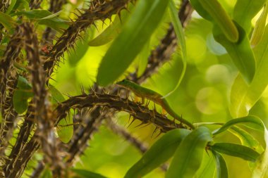 Ağaçta Küçük Yeşil Kertenkele