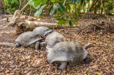 Aldabra dev kaplumbağa, sahilde kaplumbağa