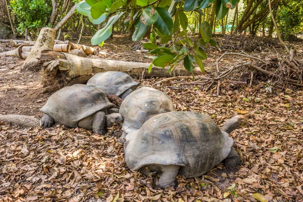 Aldabra Giant sköldpadda, Turtle på stranden — Stockfoto