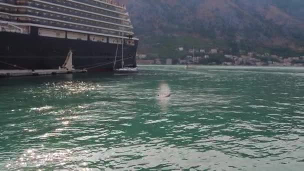 Delfino emerge dall'acqua nel mare vicino alla nave da crociera vicino alla riva — Video Stock