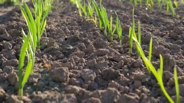 화창한 날에 온실에서 젊은 녹색 콩나물 — 비디오