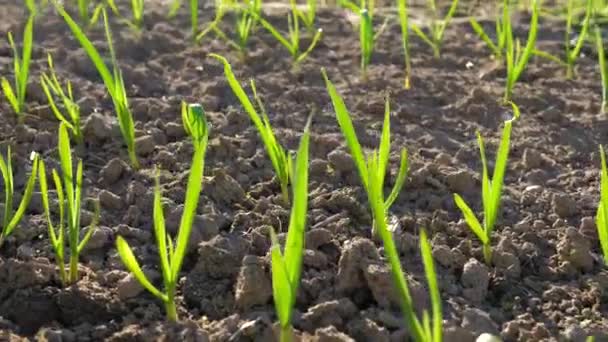 Movimiento cerca de filas de brotes verdes jóvenes en el invernadero en el día soleado — Vídeo de stock