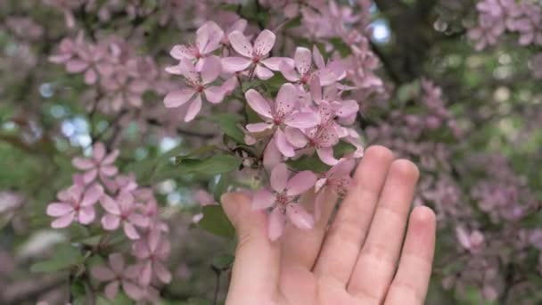 Mädchenhand berührt und streichelt die blühenden rosa Blumen des Baumes — Stockvideo